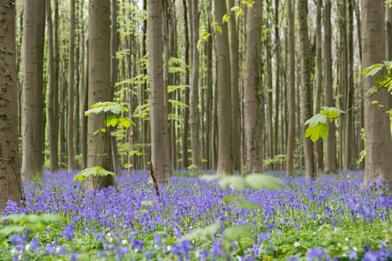 De wetenschap achter de lente: hoe alles weer tot leven komt na de winter