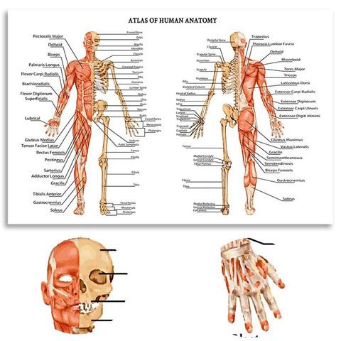 Atlas of Human Anatomy | Canvas Art– Science Factory